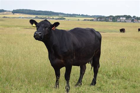 The black cow - Black Cow - Newburyport, Newburyport, Massachusetts. 6,957 likes · 19 talking about this · 29,358 were here. This is the official page of The Black Cow Newburyport, MA Follow us on instagram...